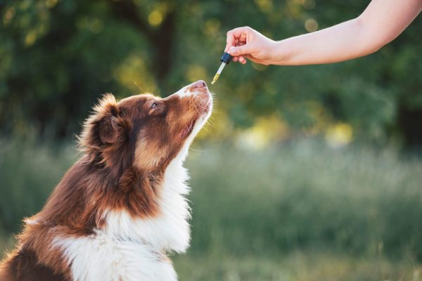Raw Organic Probiotics for Pets - Image 3