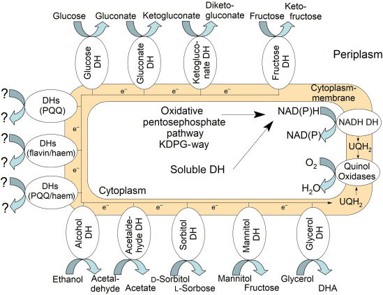 Metabolic Pathway